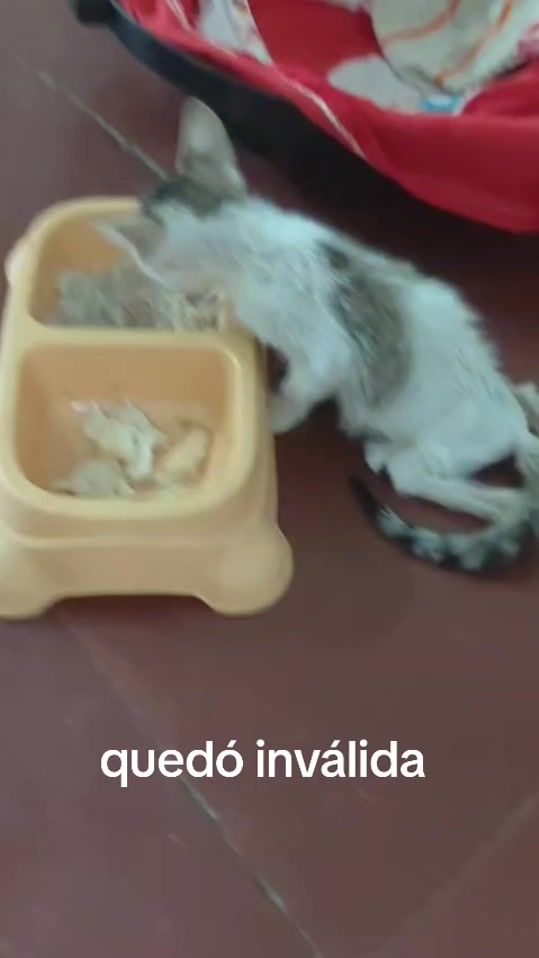 TikTok video thumbnail by hogar082