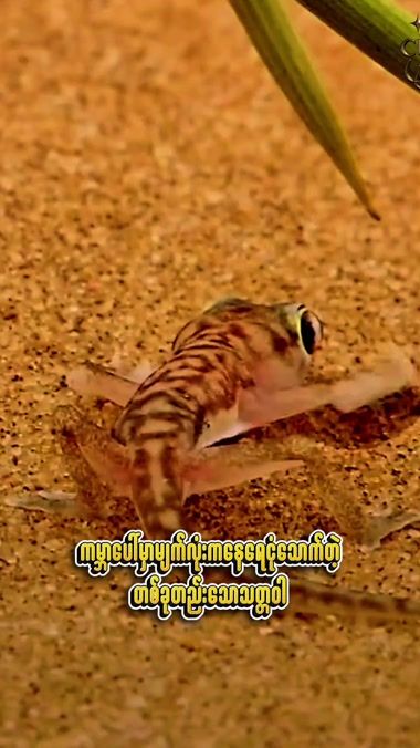 TikTok video thumbnail by curiouscreations447