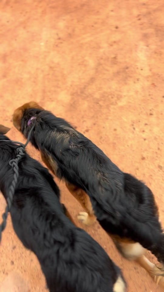 TikTok video thumbnail by kj_kennel2