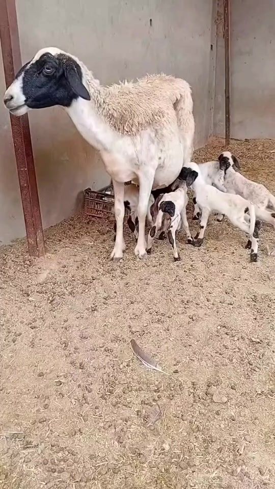 TikTok video thumbnail by sidimohamed19771224