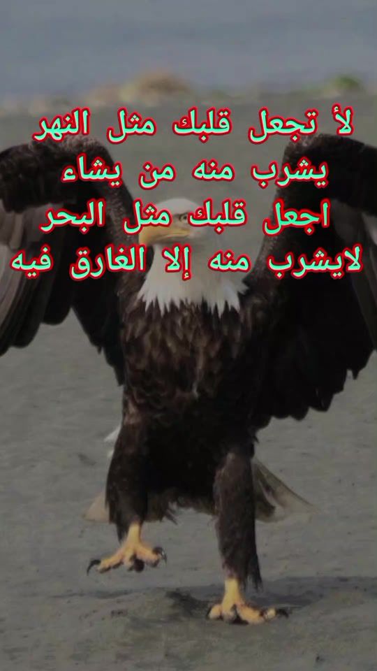 TikTok video thumbnail by alhadu32