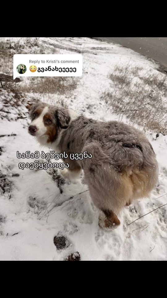 TikTok video thumbnail by ellie.the.aussie7