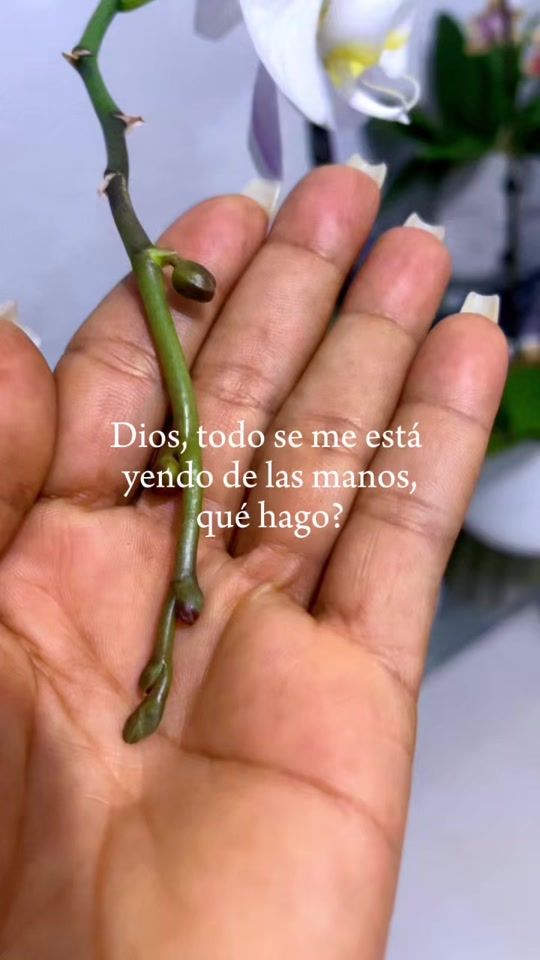 TikTok video thumbnail by solrobles19