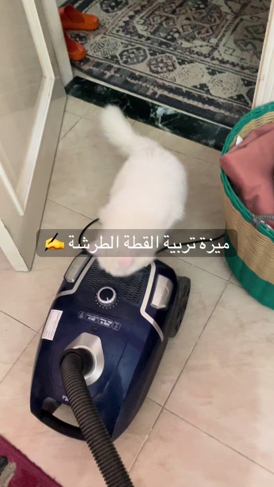 TikTok video thumbnail by mona.m.hamed