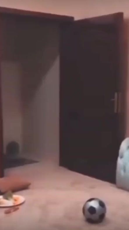 TikTok video thumbnail by coringa25_11