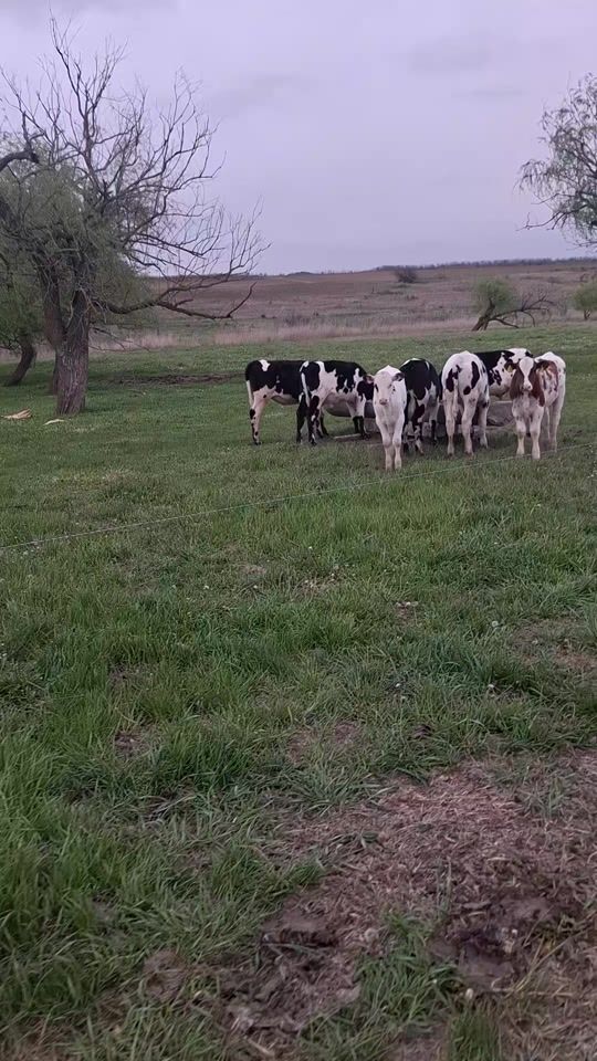 TikTok video thumbnail by lucesti.md