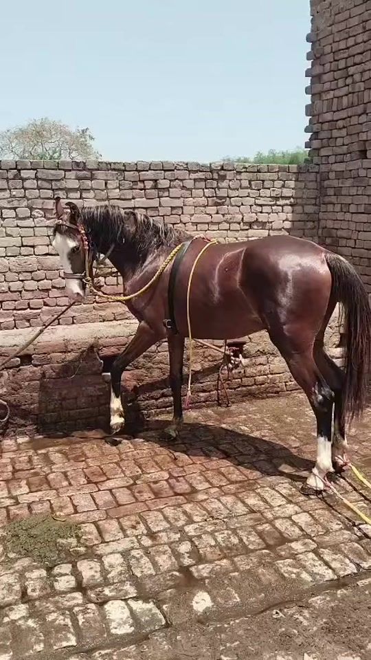 TikTok video thumbnail by usmancheema79
