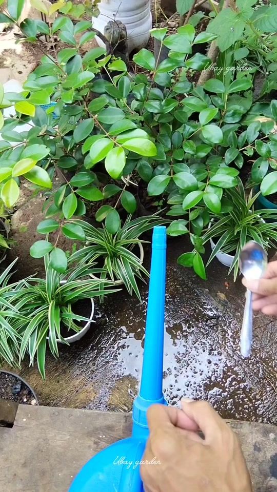 TikTok video thumbnail by ubay.garden
