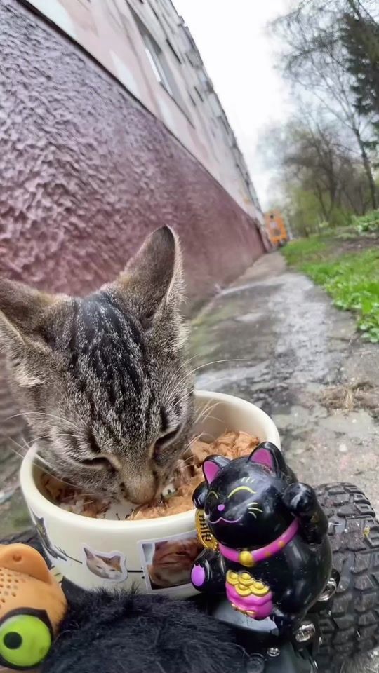 TikTok video thumbnail by wellfedcats