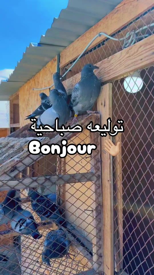 TikTok video thumbnail by energieloft