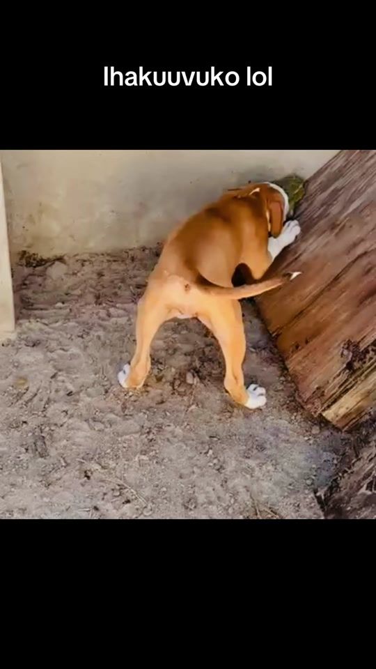 TikTok video thumbnail by eriqsimon1