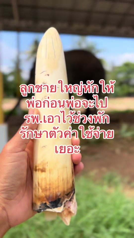 TikTok video thumbnail by surachai945