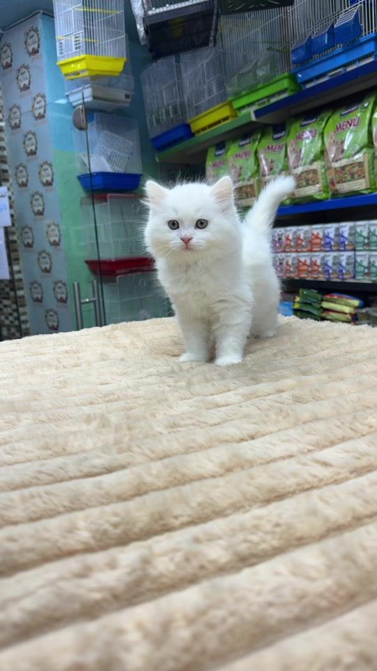 TikTok video thumbnail by adams_pet_world
