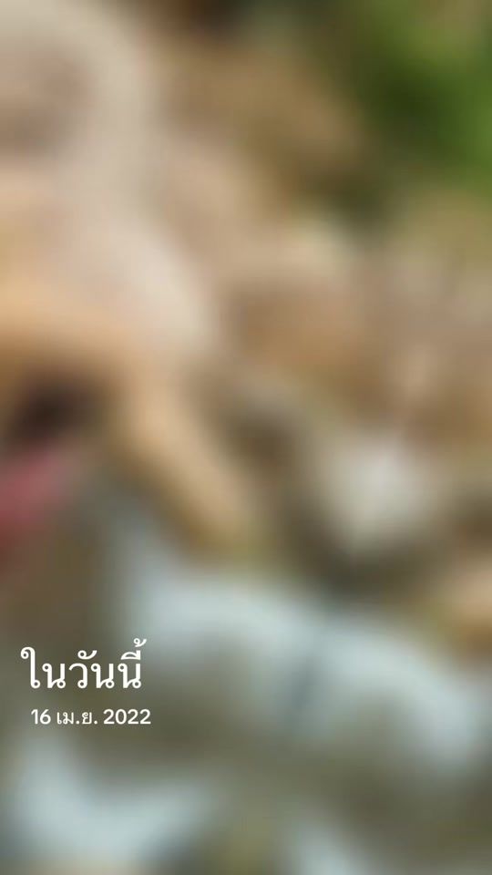 TikTok video thumbnail by vsvangk19