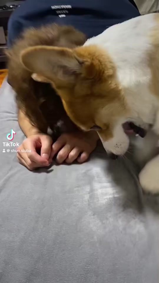 TikTok video thumbnail by shun.siuba
