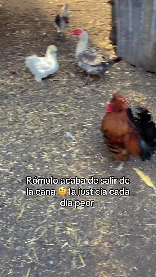 TikTok video thumbnail by granjadelachepamarina