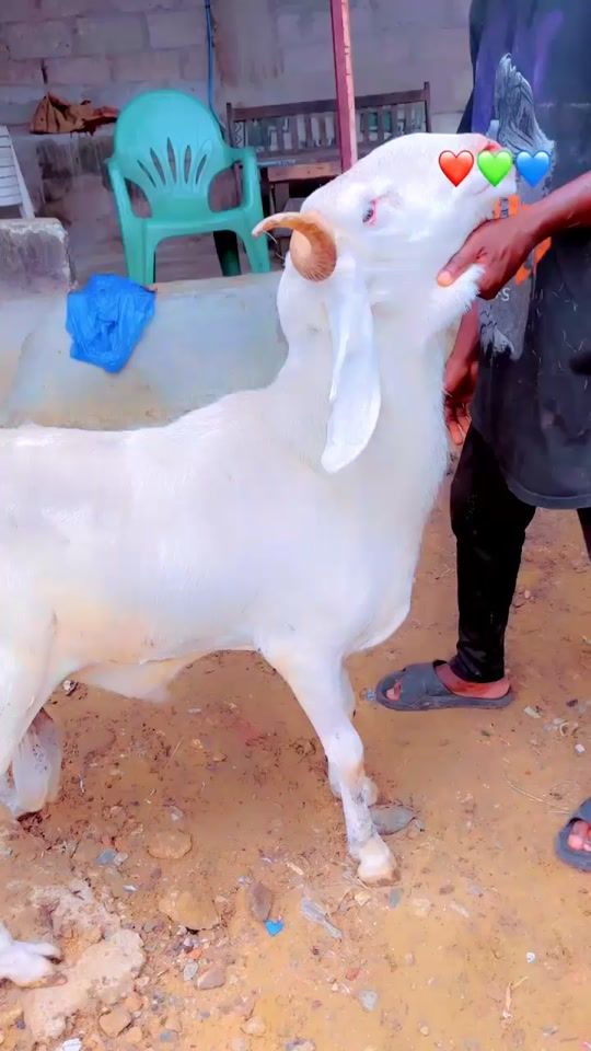 TikTok video thumbnail by djilatraore