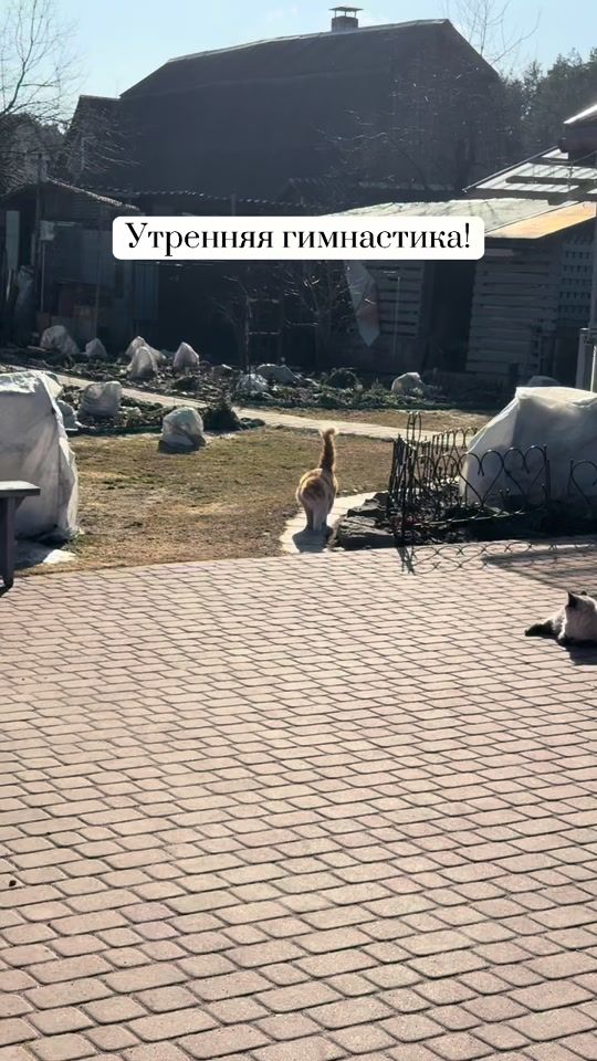 TikTok video thumbnail by dachnie_strasti