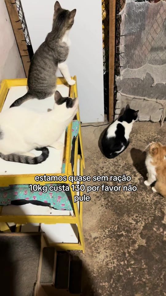 TikTok video thumbnail by casadosgattos