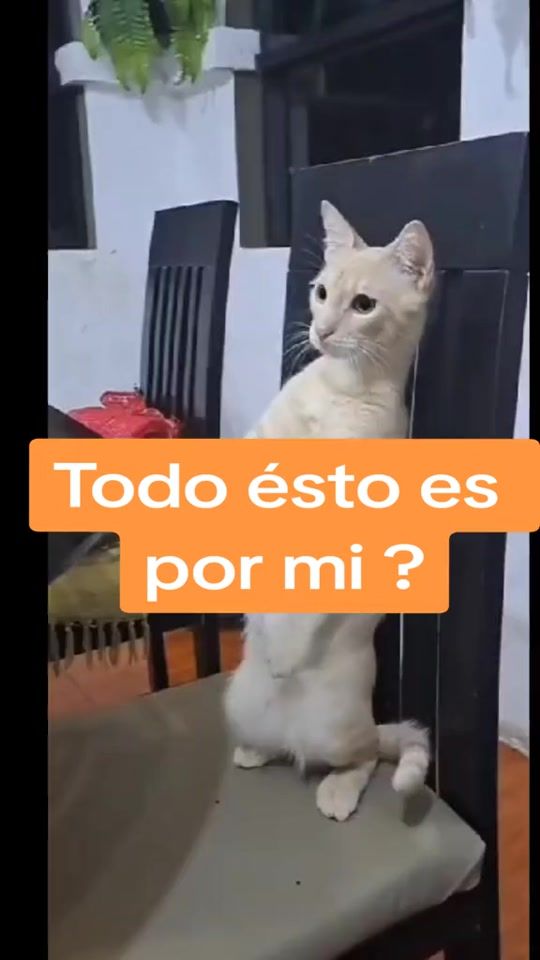 TikTok video thumbnail by meloficial.ok