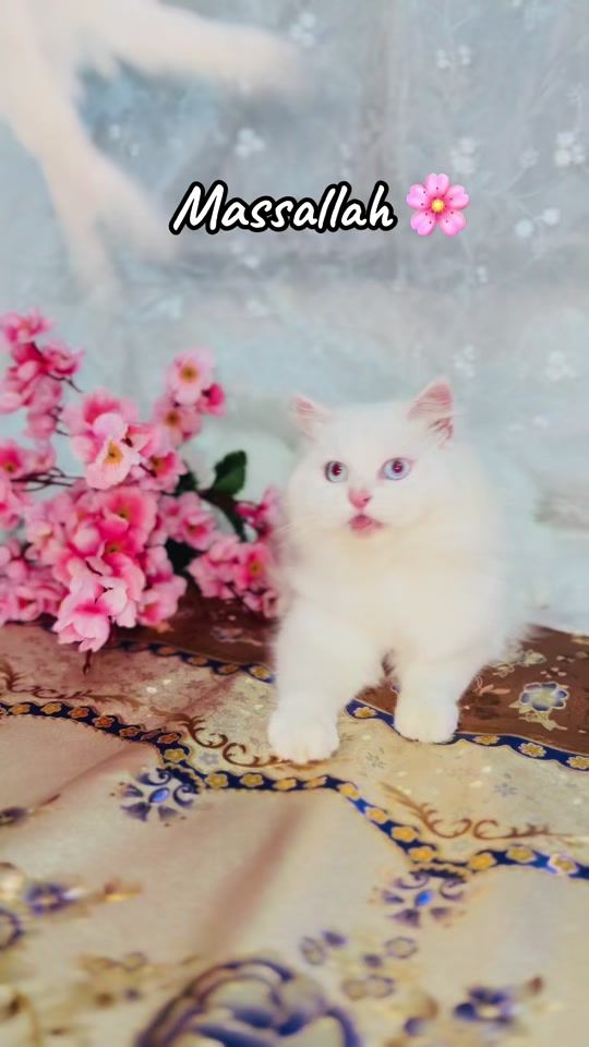 TikTok video thumbnail by riad444