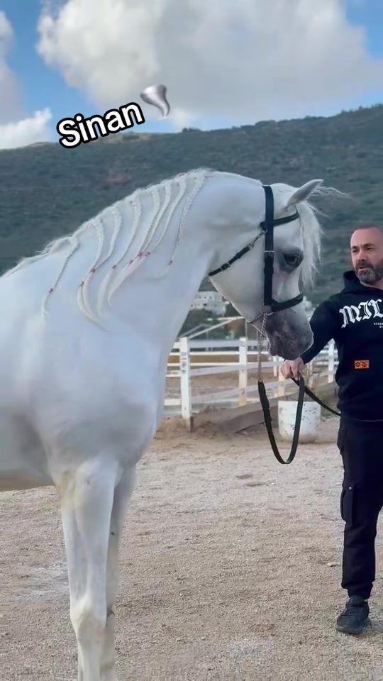 TikTok video thumbnail by abobassam51