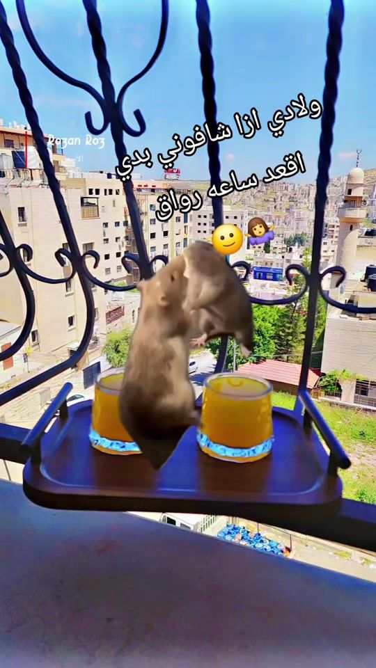 TikTok video thumbnail by purple.ome