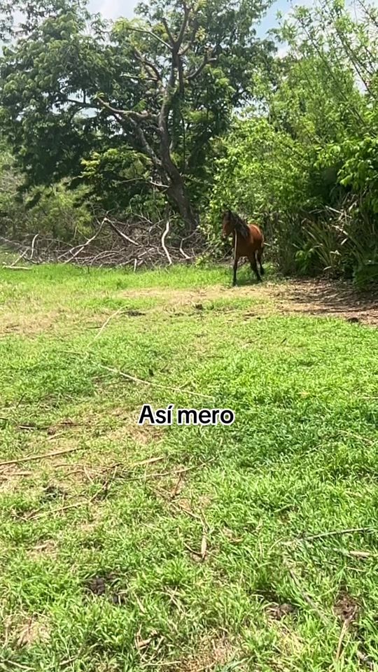 TikTok video thumbnail by rigoberto.ramirez46