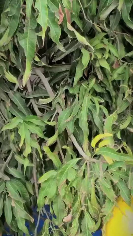 TikTok video thumbnail by akash.minhas.05