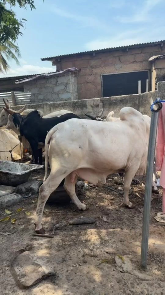 TikTok video thumbnail by hm_farms1