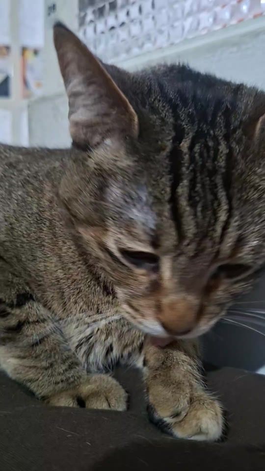 TikTok video thumbnail by kai_y_lua