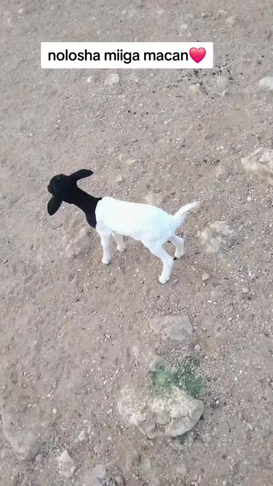 TikTok video thumbnail by nimcod3