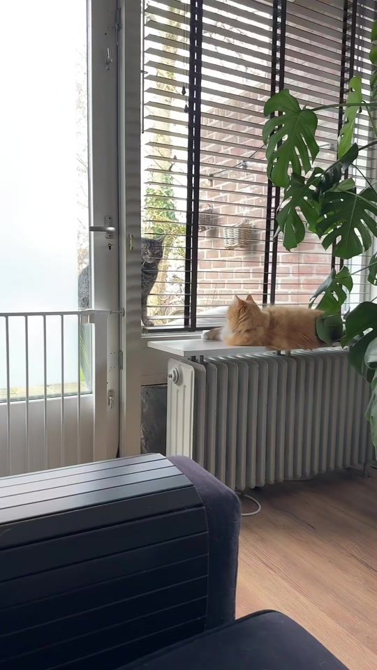 TikTok video thumbnail by danicajigal
