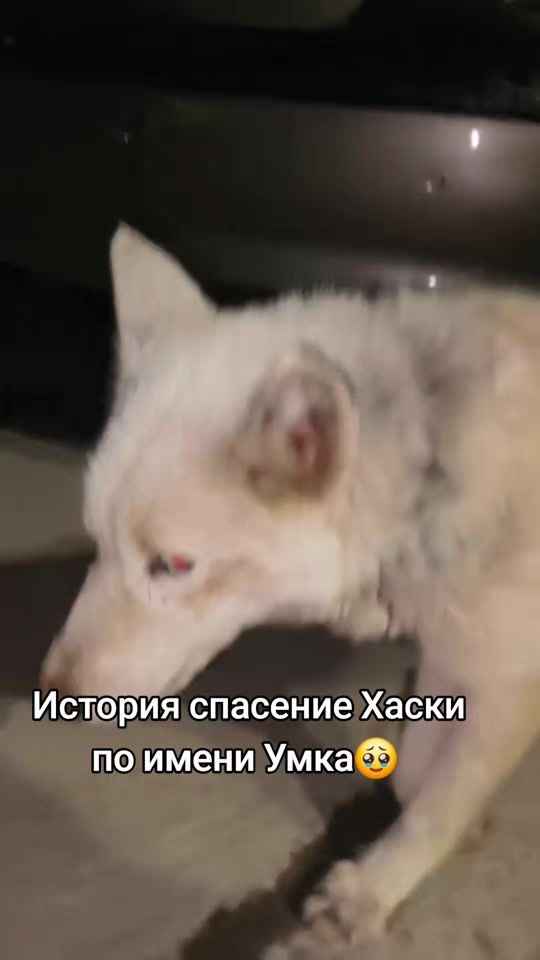 TikTok video thumbnail by little.syuzzi