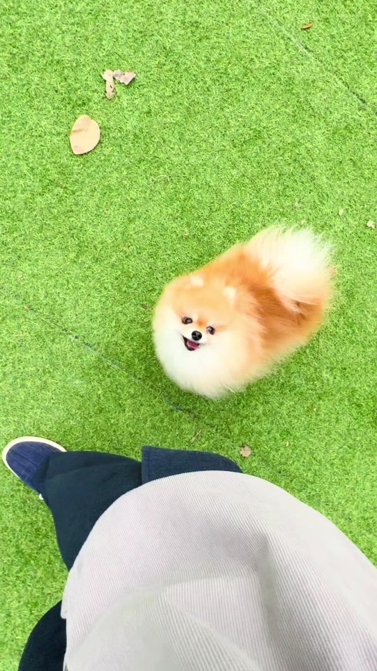 TikTok video thumbnail by pomekinako