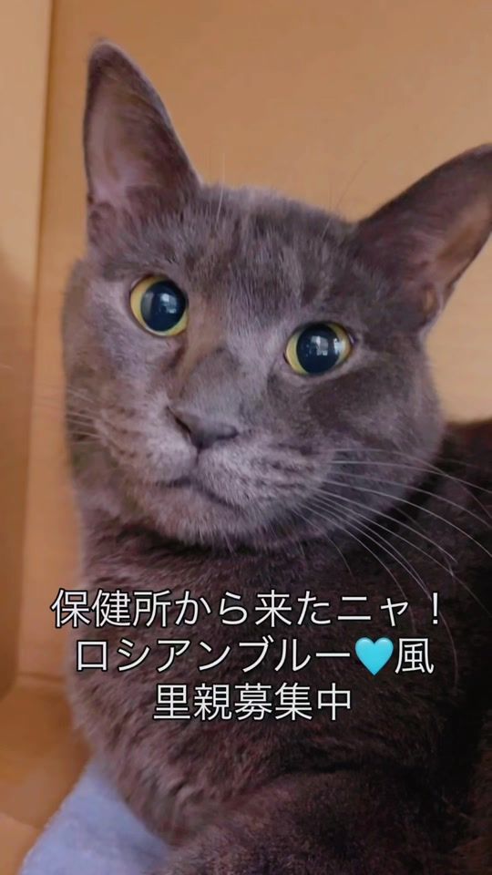 TikTok video thumbnail by ago.cat