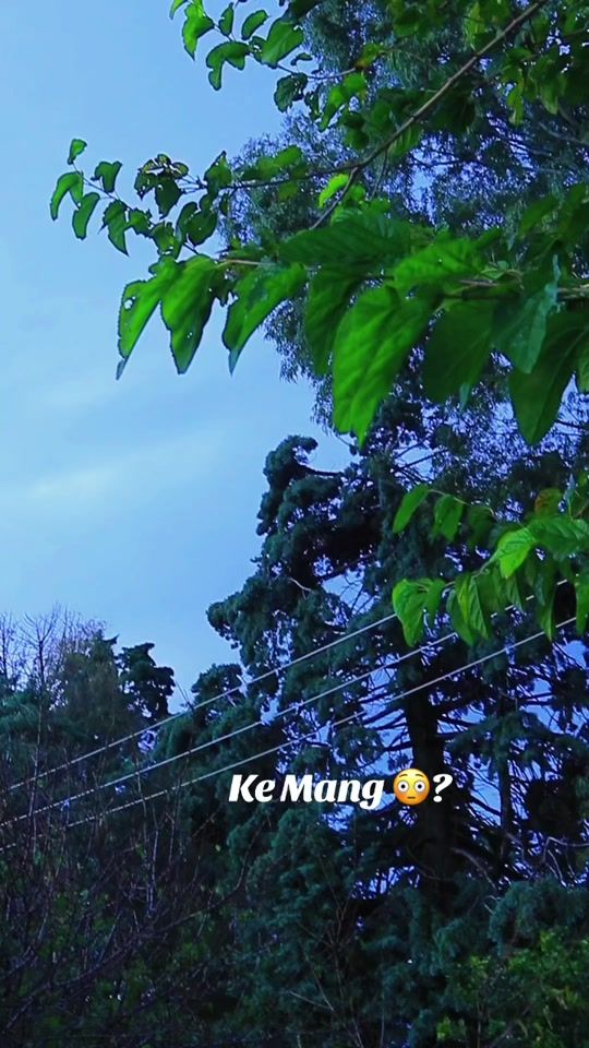 TikTok video thumbnail by separola1