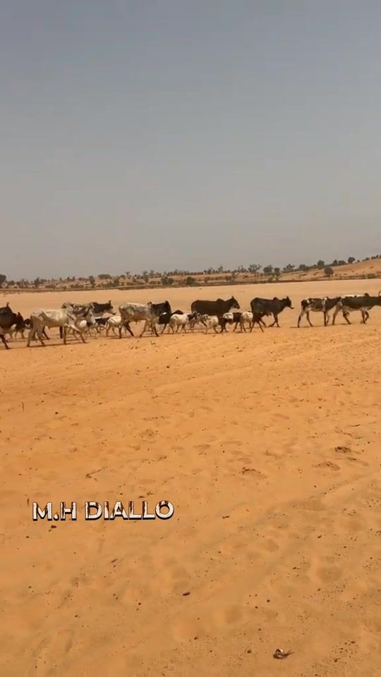 TikTok video thumbnail by m.hdiallo94officiel