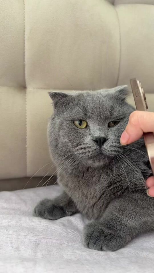 TikTok video thumbnail by necefova_sima1