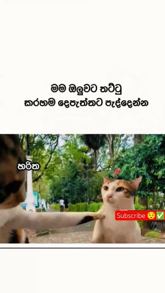 TikTok video thumbnail by shehalfernando