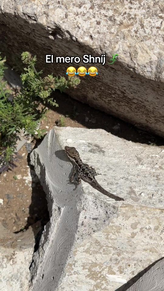TikTok video thumbnail by toms_2026
