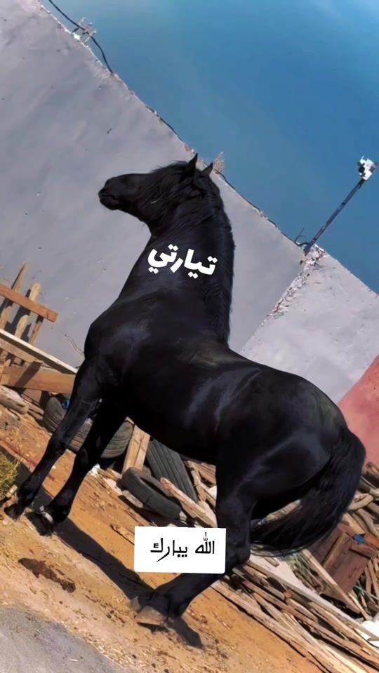 TikTok video thumbnail by abdosghir390