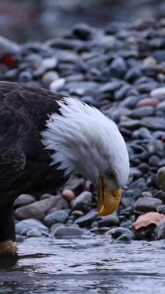 TikTok video thumbnail by rmrapcha1