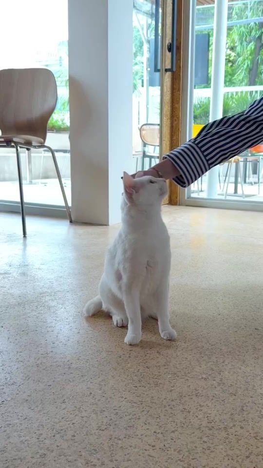 TikTok video thumbnail by alboandjerry