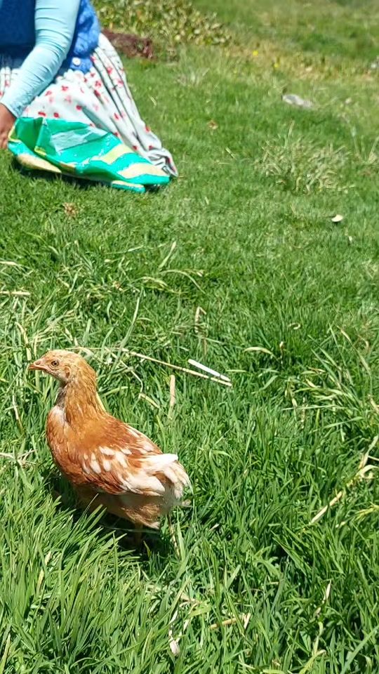TikTok video thumbnail by cholitaross