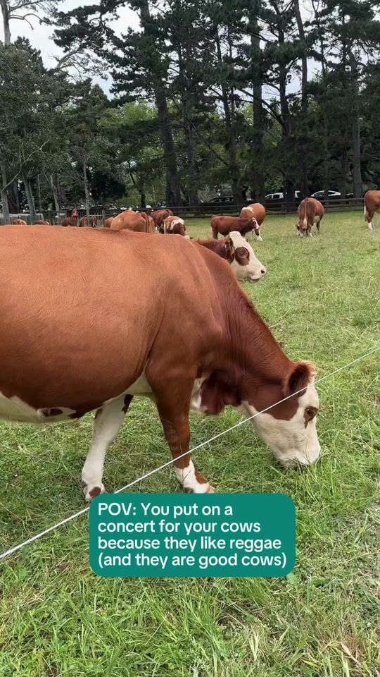 TikTok video thumbnail by cornwallparknz