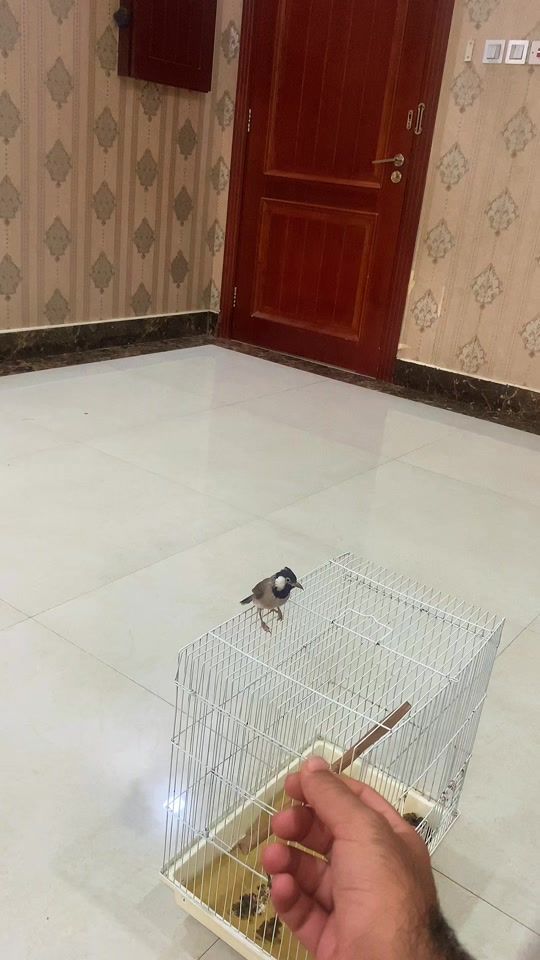 TikTok video thumbnail by mohsin0o