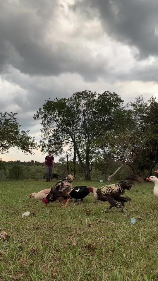 TikTok video thumbnail by joelcarneiro