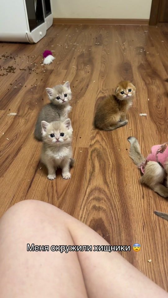 TikTok video thumbnail by mimicats.ru