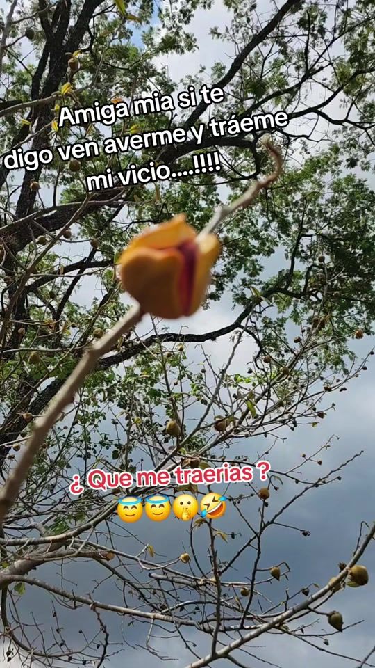 TikTok video thumbnail by flormejia503m